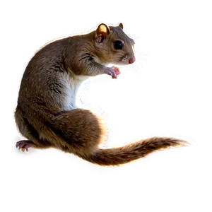 Flying Squirrel Sunset Scene Png Axn67 PNG Image