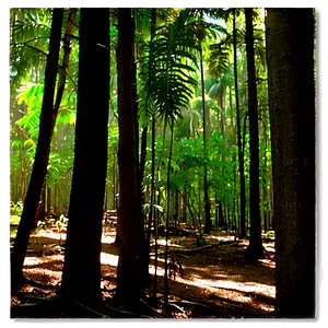 Forest Clearing Sunshine Png Eem66 PNG Image