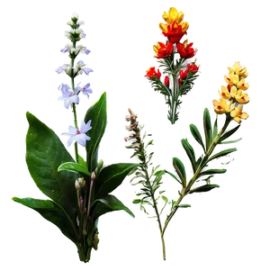 Forest Edge Wildflowers Png Yqw PNG Image