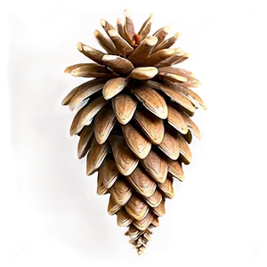 Forest Pine Cone Png Yvi PNG Image