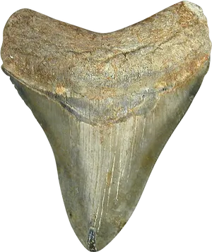 Fossilized Shark Tooth PNG Image