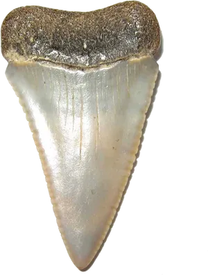 Fossilized Shark Tooth Specimen PNG Image