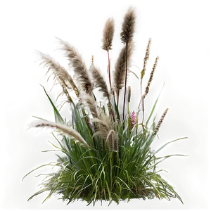 Fountain Grass Png Bih98 PNG Image