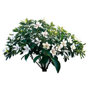 Fragrant Flower Bush Png Ilw49 PNG Image