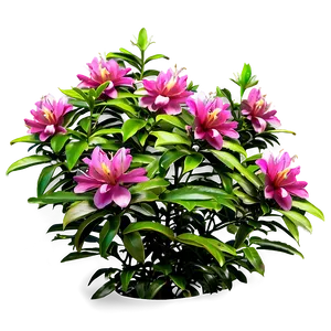 Fragrant Flower Bush Png Rei PNG Image