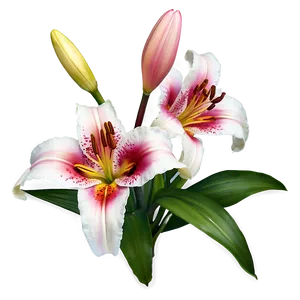 Fragrant Lily Flower Png 06272024 PNG Image