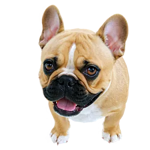 French Bulldog Face Png Vxb PNG Image