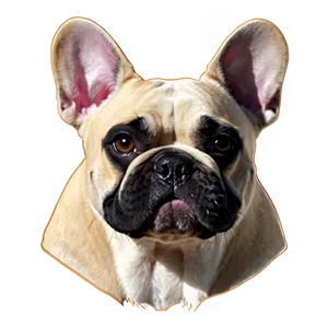 French Bulldog Illustration Png 82 PNG Image