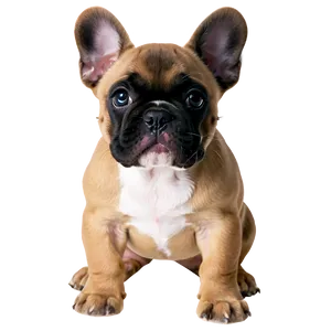 French Bulldog Puppy Png 06202024 PNG Image