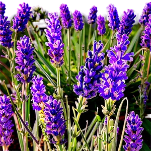 French Lavender Field Png 1 PNG Image