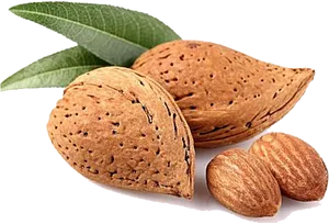 Fresh Almonds With Leaves.png PNG Image