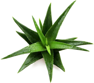 Fresh Aloe Vera Plant With Drops.png PNG Image