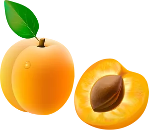 Fresh Apricotand Halfwith Pit PNG Image