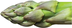 Fresh Artichoke Closeup PNG Image