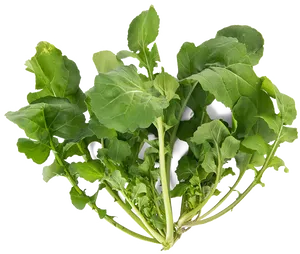 Fresh Arugula Leaves.png PNG Image