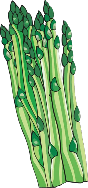 Fresh Asparagus Bunch Illustration PNG Image