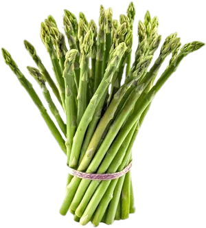 Fresh Asparagus Bunch.png PNG Image