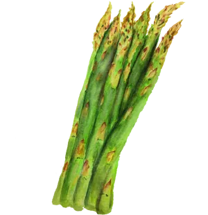 Fresh Asparagus Watercolor Illustration PNG Image