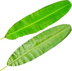 Fresh Banana Leaves Isolated PNG Image