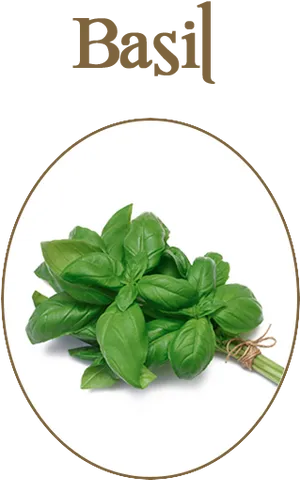 Fresh Basil Herbs Image PNG Image