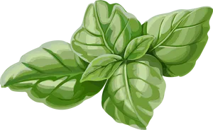 Fresh Basil Leaves Illustration PNG Image