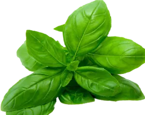 Fresh Basil Leaves.png PNG Image