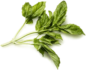 Fresh Basil Leaves.png PNG Image