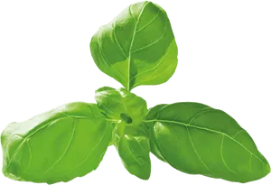 Fresh Basil Leaves Transparent Background PNG Image