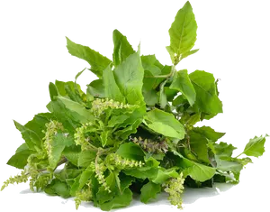 Fresh Basil Leavesand Flowers.png PNG Image