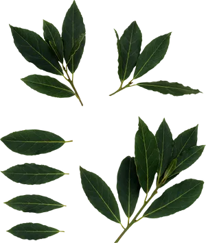 Fresh Bay Leaves Against Black Background PNG Image