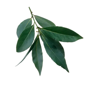 Fresh Bayleaf Sprig Black Background PNG Image