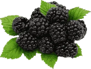 Fresh Blackberries Cluster PNG Image