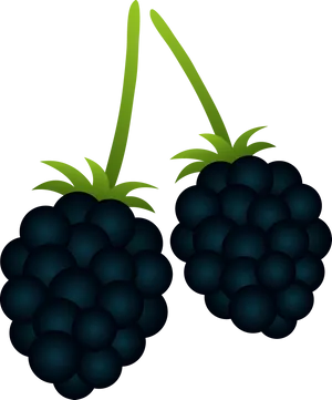 Fresh Blackberries Illustration PNG Image