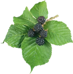 Fresh Blackberrieson Branch PNG Image