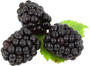 Fresh Blackberrieswith Leaf PNG Image