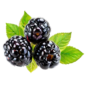 Fresh Blackberry Png Cyw PNG Image