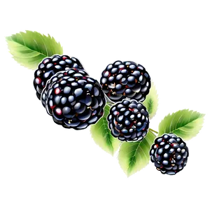 Fresh Blackberry Png Pum PNG Image