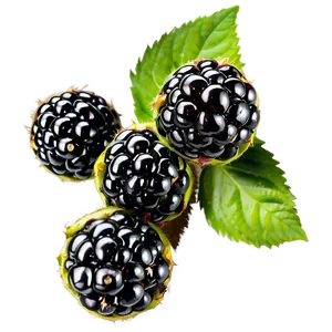 Fresh Blackberry Png Ybi50 PNG Image