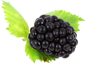 Fresh Blackberrywith Leaf.png PNG Image