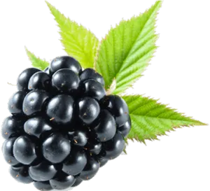 Fresh Blackberrywith Leaves PNG Image