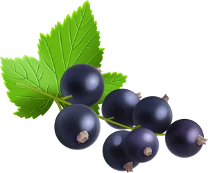 Fresh Blackcurrant Berrieswith Leaves PNG Image