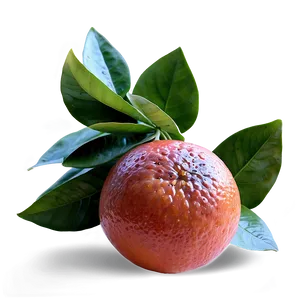 Fresh Blood Orange Png Qlp50 PNG Image