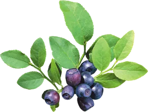 Fresh Blueberries With Leaves PNG Image