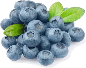 Fresh Blueberrieswith Leaves.png PNG Image