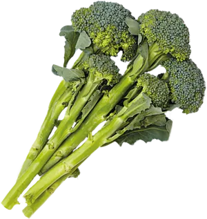 Fresh Broccoli Bunch Isolated PNG Image