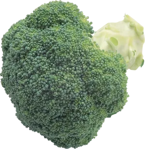 Fresh Broccoli Closeup.png PNG Image