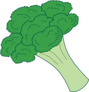 Fresh Broccoli Illustration PNG Image