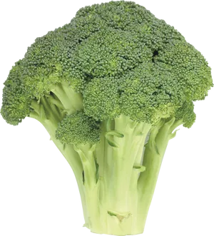 Fresh Broccoli Isolated PNG Image