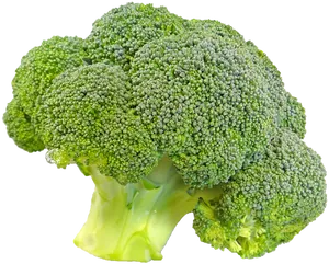 Fresh Broccoli Isolated.png PNG Image
