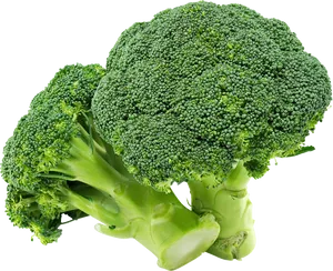 Fresh Broccoli Isolatedon Background PNG Image